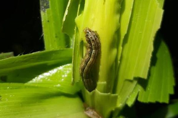 MSU scientists lead effort to bring fall armyworm management to farmers